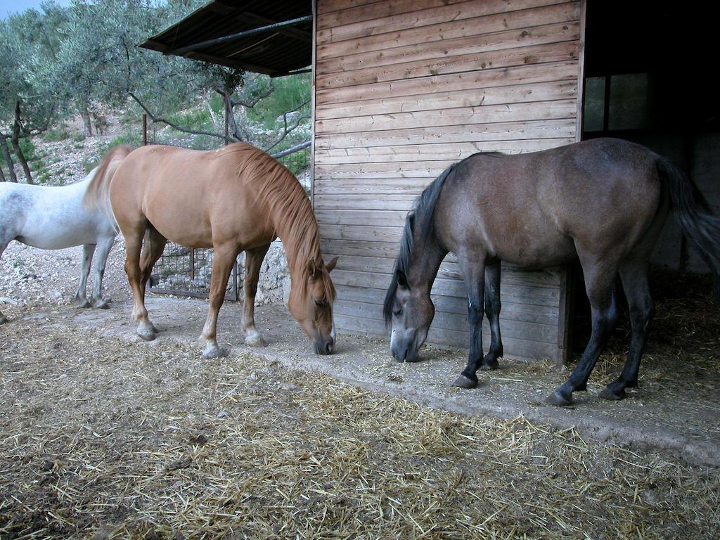 Agriturismo Istrice Innamorato カンペッロ・スル・クリトゥンノ エクステリア 写真